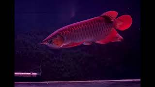 50 cm super red arowana sumo