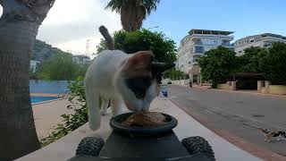 Feeding stray cats delicious wet cat food!