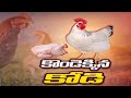 కొండెక్కిన కోడి | Chicken Price Hike in Hyderabad | Telangana | TV5 News