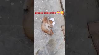 এই বিড়ালকে কখনো কষ্ট দিবেন না 💝🥰#cat #islam #srot #video #foryou #viralshorts