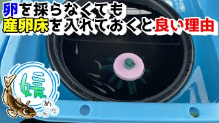 メダカの喧嘩と飛び出し防止に役立つ産卵床～卵を採らなくても産卵床を入れておくと良い理由～【媛めだか】