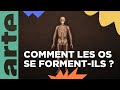 Comment les os se forment-ils ? | ARTE Family