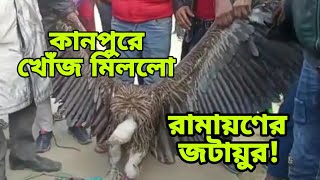 কানপুরে উদ্ধার রামায়ণের জটায়ু | Ramayana Jatayu | Himalayan Griffon | Nation Bangla |