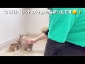 【ネザーランドドワーフ】ウサギが飼い主を追いかけまわすモーニングルーティン 朝の兎のお世話 うさぎのトイレ掃除 rabbit morning routine 267