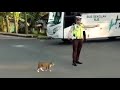 cat crossing the road