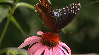 Visitors gather at Nathanael Greene Park for annual Butterfly Festival