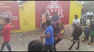 முனியம்பட்டி எருதாட்டம் 2017 | MUNIYAMPATTI ERUTHATTM 2017 | JALLIKATTU TAMILAN