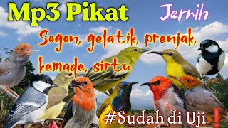 Suara pikat burung sogon, gelatik, kemade, prenjak ,sirtu❗#terbuktiampuh