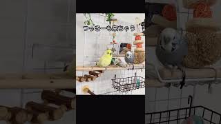 ひなちゃんの側に行きたい健気なつっきー#インコ可愛い#ジャンボセキセイインコ #shorts