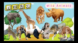野生动物（野外） | Wild Animals | Learn Wild Animals Sounds and Names
