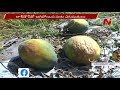 anantapur farmers leave water melons without harvesting due to lack of transport ntv