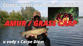 Lov Amura na třešně u leknínu, ryba, která uplavala kvůli mojí chybě #carpediemcarp #fishing #amur