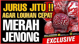 CARA ❤ LOUHAN CEPAT JENONG MERAH MAKSIMAL ‼️