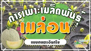 สาระความรู้ WCSF #EP3 : การเพาะเมล็ดพันธุ์เมล่อน แบบเกษตรอินทรีย์ (ฉบับมือใหม่)