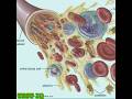 WBC | WHITE BLOOD CELL | FUNCTION OF WBC | WBC in Hindi