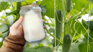 I watered the cucumbers with this, the twig and twig harvest cannot be stopped. Feeding cucumbers