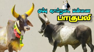 அப்பு கால்நடை பண்ணை பாகுபலி மிகப்பெரிய காளை Appu Cattle Farm Bahubali