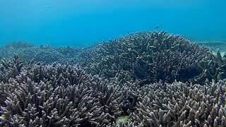 【沖縄】シュノーケリング In 瀬底島