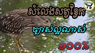 សំទ្បេងសត្វខ្វែក | Black-Crowned Night Heron Call