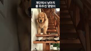 계단에서 냥아치를 마주친 댕댕이의 반응