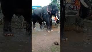 chirakkal sabarinath❤️#aanapremi #ആനച്ചന്തം #elephant #pooram #aanapremi #trending #viral