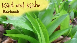 Bärlauch - Wildkräuter sammeln - Kräuterkunde - Kräutergarten - Kraut und Küche