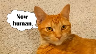 If your cat sounds like THIS, they seriously want your attention