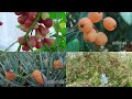 (Fruit video collection 1) Fruit recipes Fruit food  #fruit  #野小妹 wild girl