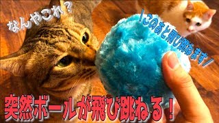 猫たちにボールがいきなり飛び跳ねるドッキリしたら大逃走したwww