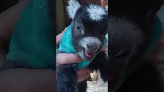 Feisty Tiny Newborn Pygmy Goat Kid Goats in Coats