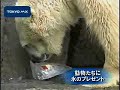 動物たちに氷のプレゼント