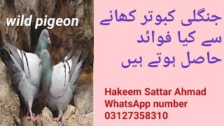 Kabootar ka gosht khane ke fayde|Jangli kabootar ke fayde|Pigeon meat benefits| Hakeem Sattar Ahmad