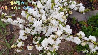 꽃과함께_열세번째_단비 맞는 야생화💐