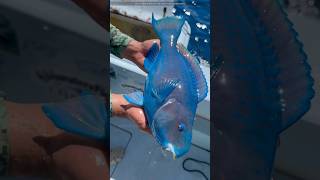 Blue Parrot Fish को देखने के लिए नसीब लगता है.!