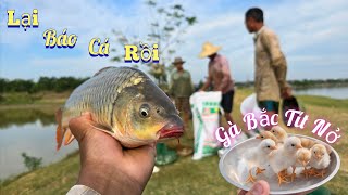 Không Ngờ Thùng Ven Sông Kéo Lưới Cá Chép Nhiều Như Vậy Và Gà Tre Bắc Tít Nở  /Nhân Tạ Mốt