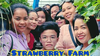 #ចម្ការស្ត្របឺរី Strawberry Farm, Bokor, Kampot Province