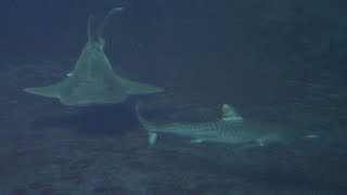 一緒に泳ぐイタチザメとシノノメサカタザメ （葛西臨海水族園）Tiger Shark \u0026 Shark Ray