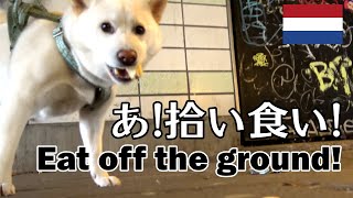 柴犬柿丸 犯行の一部始終【ロッテルダムいつもの散歩 / 環境音】Kaki-Maru the Shiba Inu