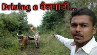 खेड्यातील वाहन..बैलगाडी...How to drive Bullock cart...