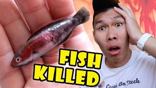 $260 Fish Killer Aquarium Mystery Solved! || Life After College: Ep. 604