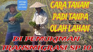 CARA TANAM PADI TANPA OLAH LAHAN DI PEMUKIMAN TRANSMIGRASI SP10