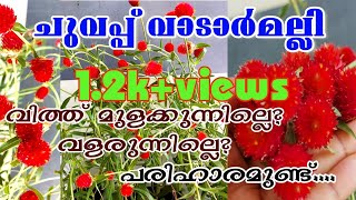 ചുവന്ന വാടാമല്ലി വിത്തു മുളപ്പിക്കലും അതിന്റെ പരിചരണവും /Red Gompherana care and propagation