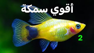 أقوي سمكة ولودة