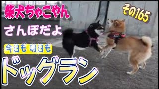 柴犬ちゃこやん165　かかし公園(見沼氷川公園)から歩いて10分ほどにあるドッグランに行き、仲良しの黒柴さんと楽しく走り回る柴犬ちゃこ　#柴犬 #ドッグラン #ワンプロ