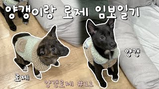 양갱,로제 임보일기 #11 ㅣ앞니 빠진 강아지,  산책 손 기다려 훈련, 반려견 동반카페 ㅣ1인가구 임시보호 브이로그ㅣ #유기견임시보호 #유기견 #유기견임보 #강아지 #vlog