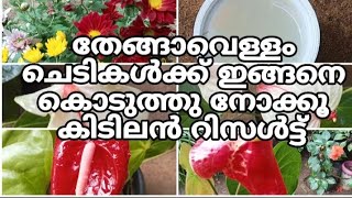 തേങ്ങാവെള്ളം ചെടികൾക്ക് കൊടുത്താൽ കിടിലൻ റിസൾട്ട് 👍🏻