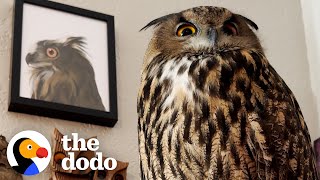 Baby Owl Goes Everywhere With Her Family | The Dodo