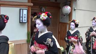 京都花街宮川町新年挨拶回り（五）2018/1/5#japan#kyoto#kagai#miyagawacho#geiko#maiko