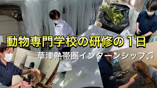 動物専門学校のインターンシップ！1日生徒に密着しました♫【哺乳類編】 The day of internship of animal vocational school student