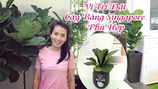 Những vị trí nào đặt cây bàng singapore phù hợp? - Sài Gòn Hoa